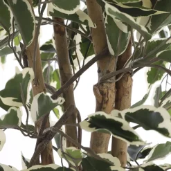 Ficus Kunstplant – H110 x Ø70 cm – Groen Bont