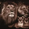 Glasschilderij Familie leeuwen met twee welpjes