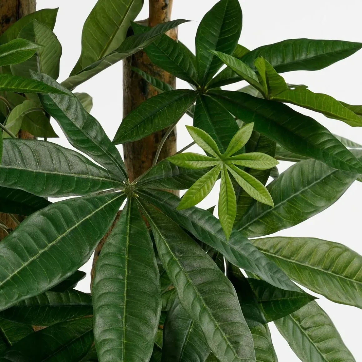 Pachira Kunstplant – H175 x Ø85 cm – Groen